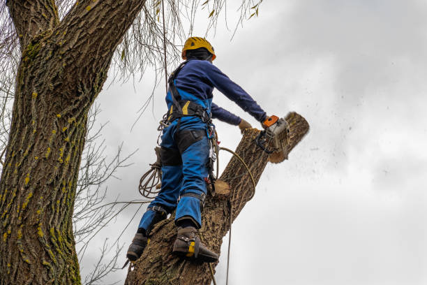 New Haven, IN Tree Care  Company